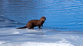 River Otter Ice Age Trail Hemlock Creek 21-3-00238