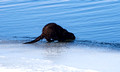 River Otter Ice Age Trail Hemlock Creek 21-3-00241