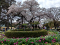 Shinjuku Gyoen National Garden Tokyo, Japan 23-3L-_4706