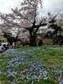 Shinjuku Gyoen National Garden Tokyo, Japan 23-3L-_4707