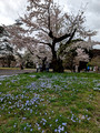 Shinjuku Gyoen National Garden Tokyo, Japan 23-3P-_2048