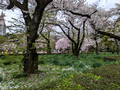 Shinjuku Gyoen National Garden Tokyo, Japan 23-3P-_2053