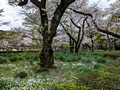 Shinjuku Gyoen National Garden Tokyo, Japan 23-3P-_2054
