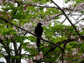 Crow Yoyogi Park, Tokyo 23-3P-_2711