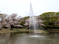 Yoyogi Park, Tokyo 23-3L-_4886