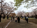Yoyogi Park, Tokyo23-3L-_4878