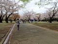 Yoyogi Park, Tokyo23-3P-_2704
