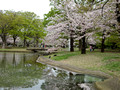 Yoyogi Park, Tokyo23-3P-_2719