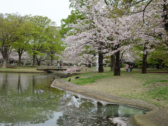 Yoyogi Park, Tokyo23-3P-_2719