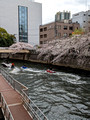 Meguro River Tokyo, Japan 23-3L-_4905