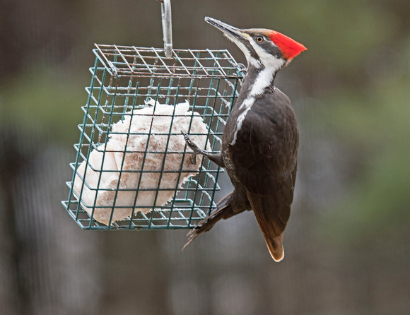 Piliated Woodpecker 17-3-0958