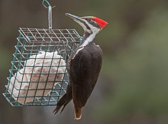 Piliated Woodpecker 17-3-0899