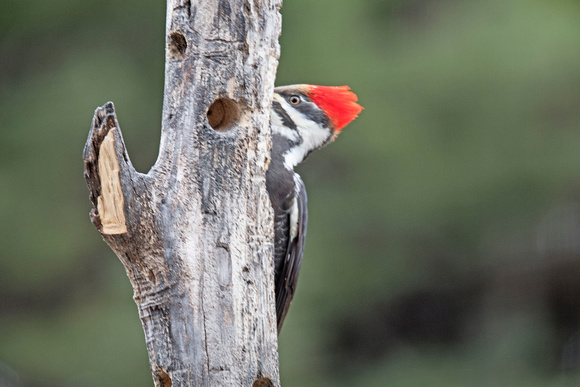 Piliated Woodpecker 17-3-0979