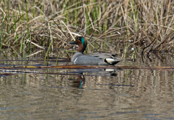 Green-winged Teal 17-5-00810