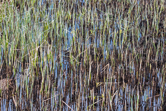 Marsh Grass Crex Meadows 17-5-00384