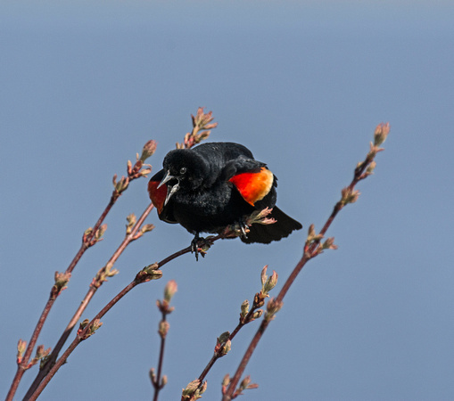 Red-winged Blackbird Crex Meadows 17-5-00680