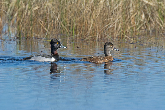 Ring-necked Duck Crex Meadows 17-5-00709