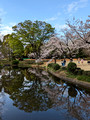 Kitanomaru Park Tokyo, Japan 23-3L-_4281
