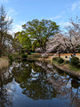Kitanomaru Park Tokyo, Japan 23-3L-_4280