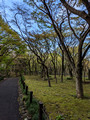 Kitanomaru Park Tokyo, Japan 23-3L-_4285