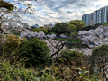 Kitanomaru Park Tokyo, Japan 23-3L-_4288