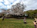 East Gardens of the Imperial Palace Tokyo, Japan 23-3L-_4270