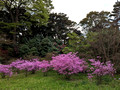 East Gardens of the Imperial Palace Tokyo, Japan 23-3L-_4271
