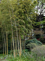 East Gardens of the Imperial Palace Tokyo, Japan 23-3L-_4272
