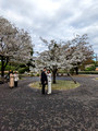 East Gardens of the Imperial Palace Tokyo, Japan 23-3P-_1549