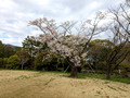 East Gardens of the Imperial Palace Tokyo, Japan 23-3P-_1551