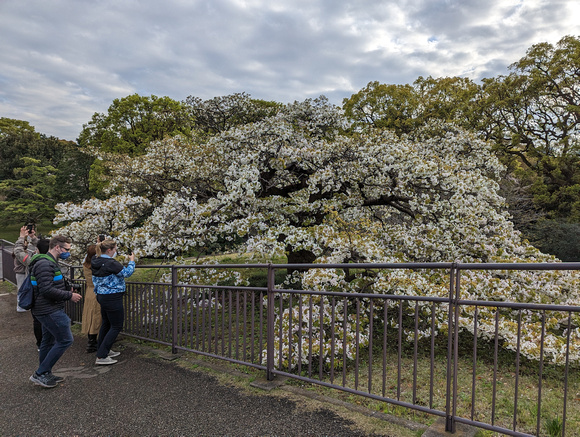 East Gardens of the Imperial Palace Tokyo, Japan 23-3P-_1559