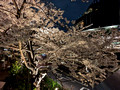 Tokyo Midtown Grass Square Tokyo, Japan 23-3L-_4778