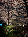 Tokyo Midtown Grass Square Tokyo, Japan 23-3L-_4788