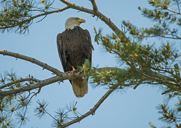 Bald Eagle Crex Meadows 17-6-01775