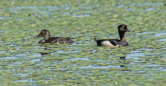 Ring-necked Duck Crex Meadows 17-6-01082