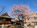 Hida Kokubun-ji Temple Takayama, Japan 23-3L-_3782