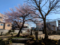 Hida Kokubun-ji Temple Takayama, Japan 23-3L-_3788