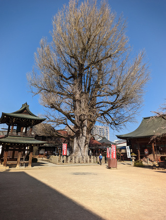 Hida Kokubun-ji Temple Takayama, Japan 23-3P-_0948
