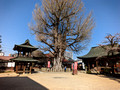 Hida Kokubun-ji Temple Takayama, Japan 23-3P-_0949
