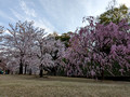 Kanazawa Castle Park Kanazawa, Japan 23-3L-_3335