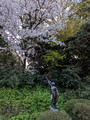 Kenrokuen Garden Kanazawa, Japan 23-3L-_3329