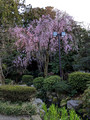 Kenrokuen Garden Kanazawa, Japan 23-3L-_3332