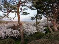 Kenrokuen Garden Kanazawa, Japan 23-3L-_3346
