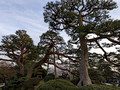 Kenrokuen Garden Kanazawa, Japan 23-3L-_3350