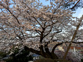 Kenrokuen Garden Kanazawa, Japan 23-3L-_3352