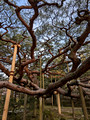 Kenrokuen Garden Kanazawa, Japan 23-3L-_3356