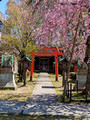 Osaki jinja shrine Kanazawa, Japan 23-3P-_0781