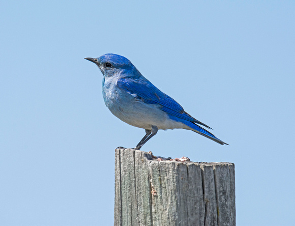 Mountain Bluebird Custer State Park 17-4-06660