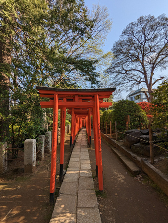 Nezu Shrine Tokyo, Japan 23-3L-_3251