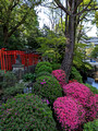 Nezu Shrine Tokyo, Japan 23-3L-_3254